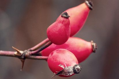 Umwelttipp: Natürliches Vogelfutter