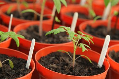 Umwelttipp:Gärtnern mit gutem Gewissen