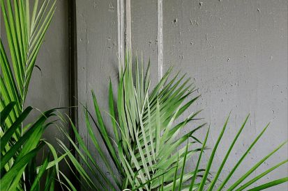 Umwelttipp: Die lange Reise der Zimmerpflanze