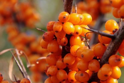 Umwelttipp: Fit auf einheimische Art