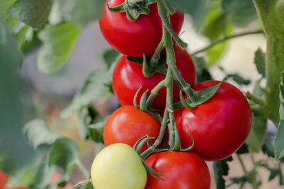 Umwelttipp: Gärtnern mit Weitblick