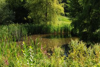 Weiher Mooswasen